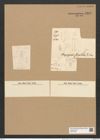 Plagiogramma stipitatum Grun. (de-Toni-Nr.: Genus 83, Species 2908) Zeichnungen Sammlung Grunow Nr. 5899 (NHMW-BOT-W0374355)